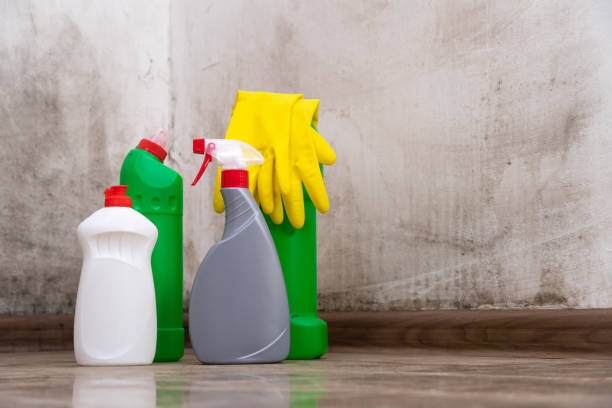 Why You Should Choose Our Mold Remediation Services in Norwood, PA